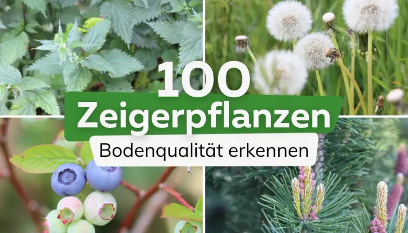 100 Zeigerpflanzen: Brennnessel, Löwenzahn, Blaubeeren und Kiefernzapfen zeigen Bodenqualität.