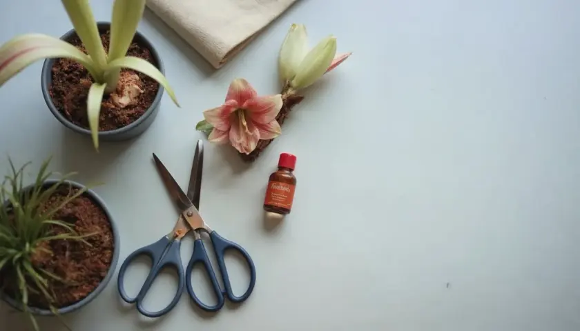 En amaryllis i blom, en knopp, sax och en liten flaska. Förberedelser för hur vattnar man amaryllis.