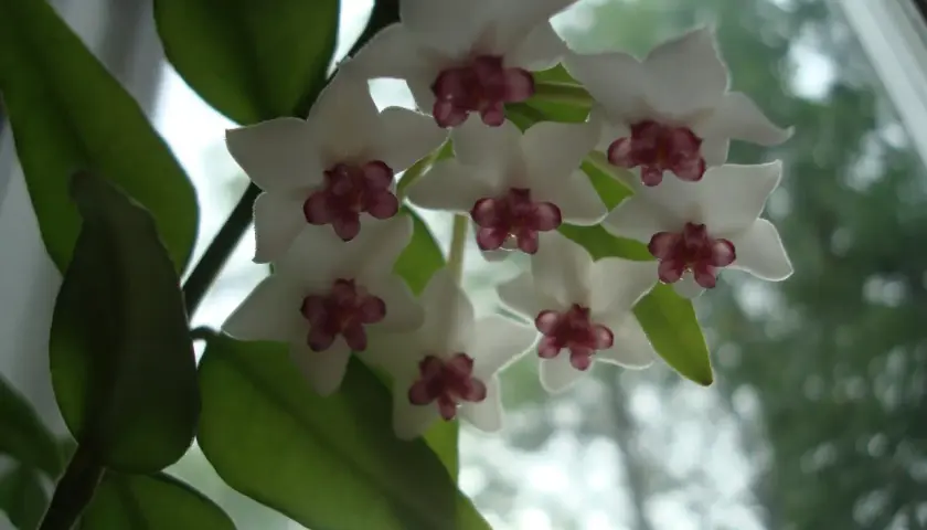 En klase vita hoya blommor med mörklila mitt. Bladen är gröna och frodiga.