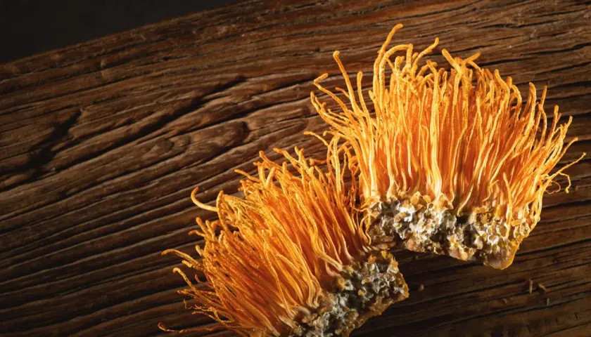 Due funghi cordyceps arancioni su legno scuro. Informarsi sui cordyceps controindicazioni prima dell'uso.
