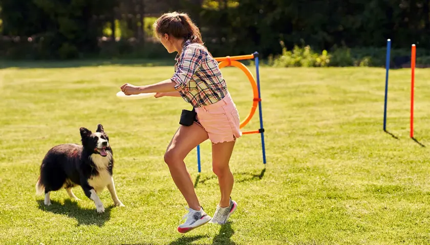Ein Border Collie trainiert für Degility. Die junge Frau wirft eine Frisbee, während der Hund aufmerksam wartet.