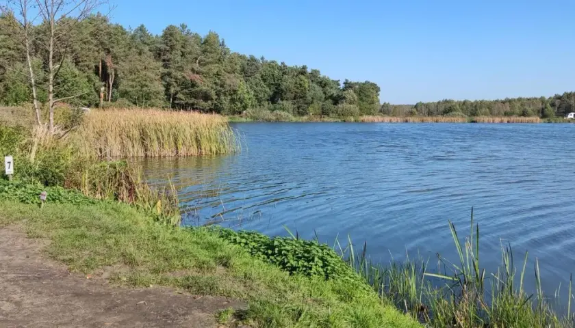 Spokojna tafla wody w Kozłowieckim Parku Krajobrazowym, otoczona trzcinami i lasem.