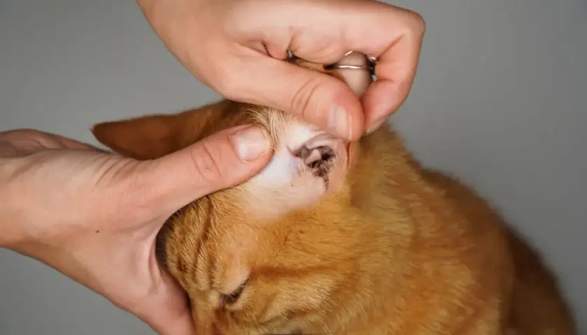 Eine Hand untersucht das Ohr einer orangefarbenen Katze, die sich am Ohr kratzt.