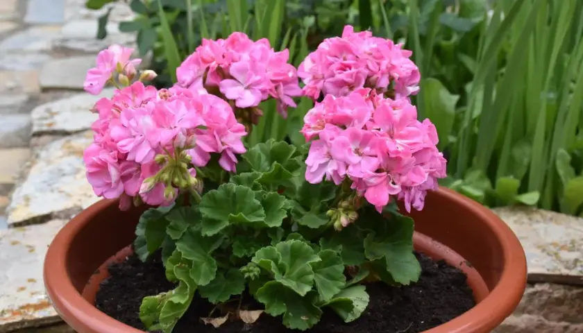 Piękne, różowe pelargonie w doniczce. Chcesz wiedzieć, jak pobudzić pelargonie do kwitnienia? Oto one, gotowe do zachwycania!