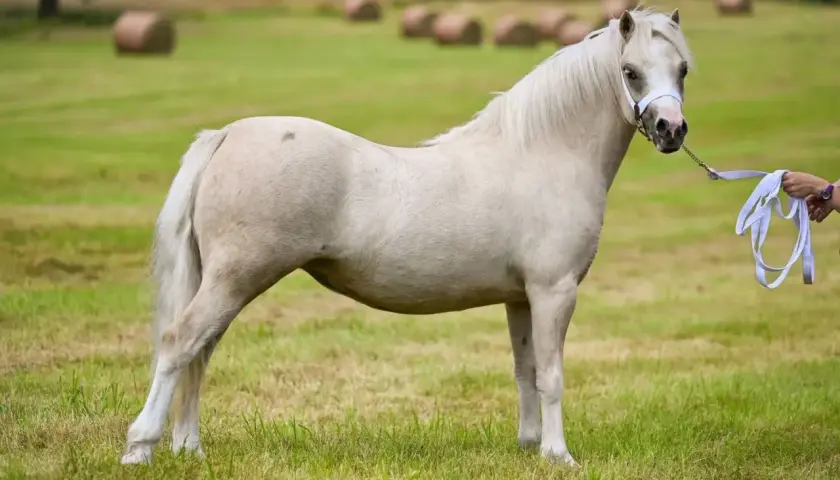 Un magnifique grand poney blanc se tient dans un pré verdoyant, une personne tenant sa longe à droite.