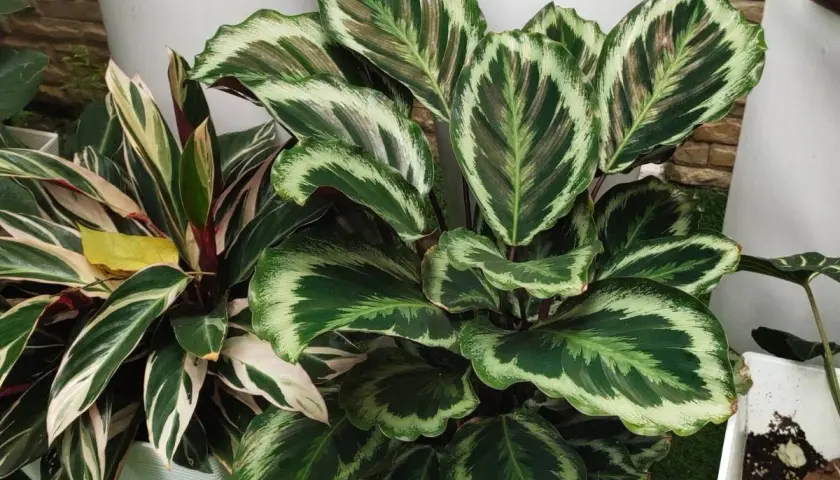 Calathea zachwyca liśćmi. Jak dbać o tę roślinę, by była piękna?