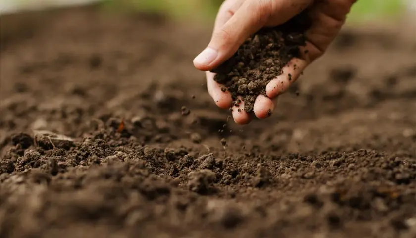 Mano che sparge terra, un gesto per capire come rendere acido il terreno e favorire la crescita di piante specifiche.