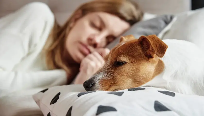 Sennik pies którego już nie ma – co oznacza twój sen o stracie?