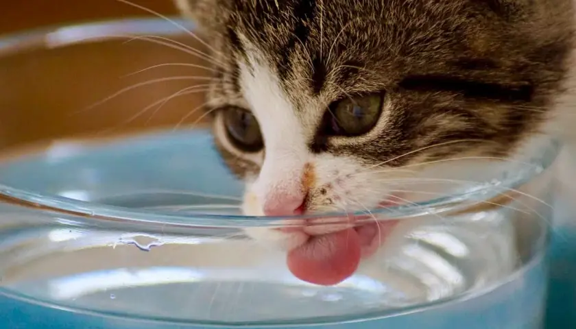 Mały kotek pije wodę z miseczki, jego język wystaje, a woda lekko się faluje.