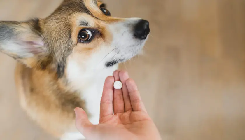 Jak długo trwa odrobaczanie psa i kiedy zobaczysz efekty?