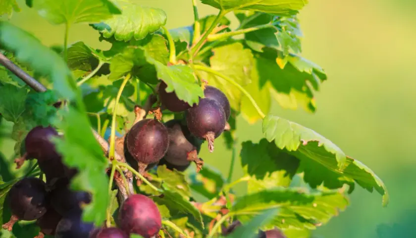 Reife Jostabeeren hängen an einem Strauch. Bald ist Erntezeit, dann werden sie geschnitten.