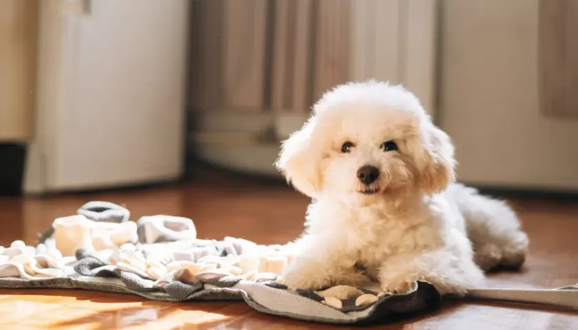 Ein flauschiger weißer Pudel liegt auf einer Schnüffeldecke. Dieser Hund ist ein guter Kandidat, welcher Hund kann lange alleine bleiben, wenn er beschäftigt ist.