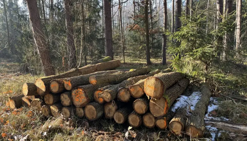 Stos ściętych pni drzew w lesie, niektóre z pomarańczowymi oznaczeniami. W tle widać inne drzewa, a na ziemi resztki śniegu i liści. To widok, który może budzić pytania o przyszłość drzew chronionych w Polsce.