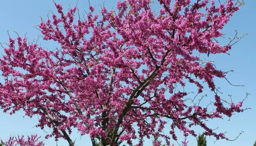 Kwiaty robinia akacjowa różowa pokrywają gałęzie drzewa, tworząc spektakularny widok na tle błękitnego nieba.