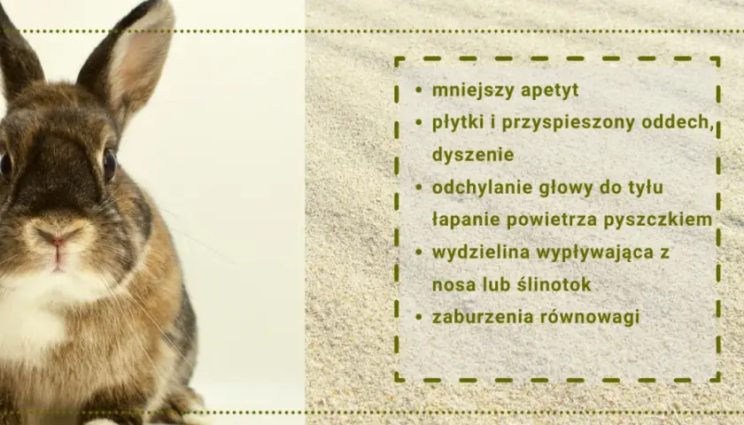 Czy króliki śmierdzą? Nie! 7 sposobów na świeżość w króliczym domu
