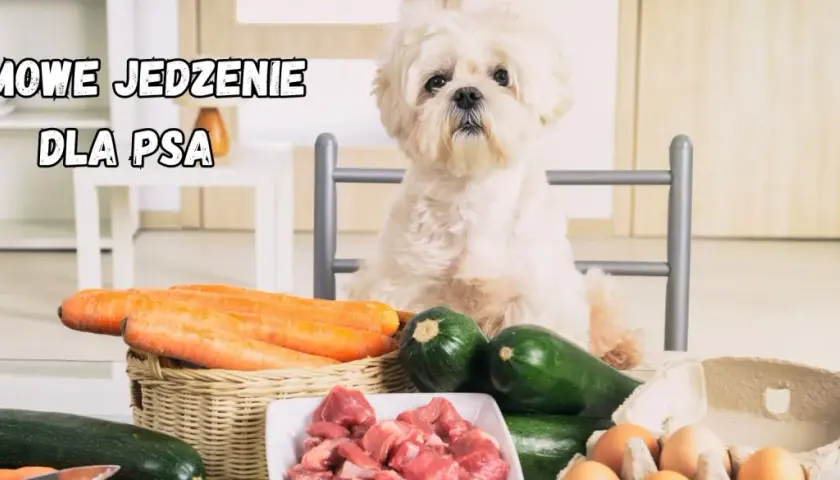 Biały piesek czeka na domowe jedzenie dla psa: marchew, cukinia, mięso i jajka.