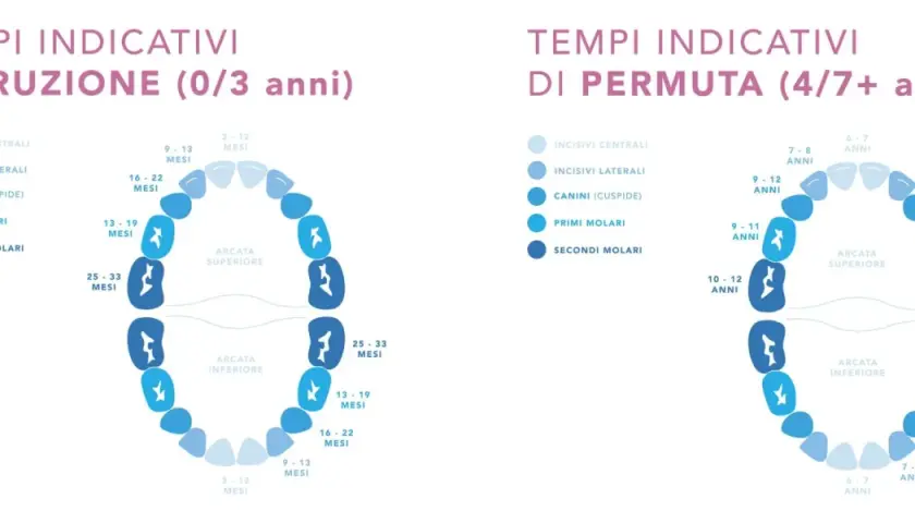 Diagrammi che illustrano i tempi indicativi della dentizione da latte e permanente, mostrando l'eruzione e la permuta dei denti.