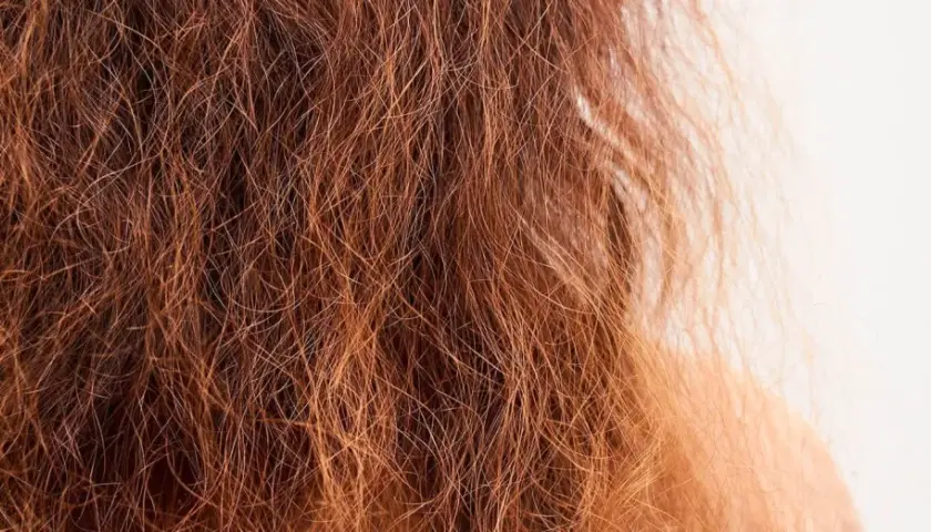 Primer plano de pelo deshidratado, de color rojizo, con aspecto seco y quebradizo.