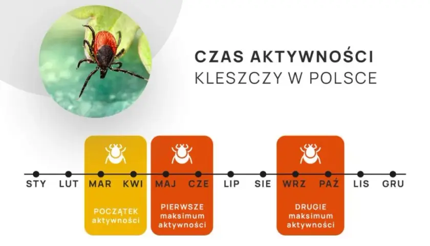 Od kiedy kleszcze? Nowy kalendarz zagrożeń i skuteczna ochrona