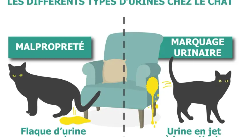 Un chat noir fait du marquage urinaire en projetant de l'urine sur un fauteuil. L'autre chat fait une flaque au sol.