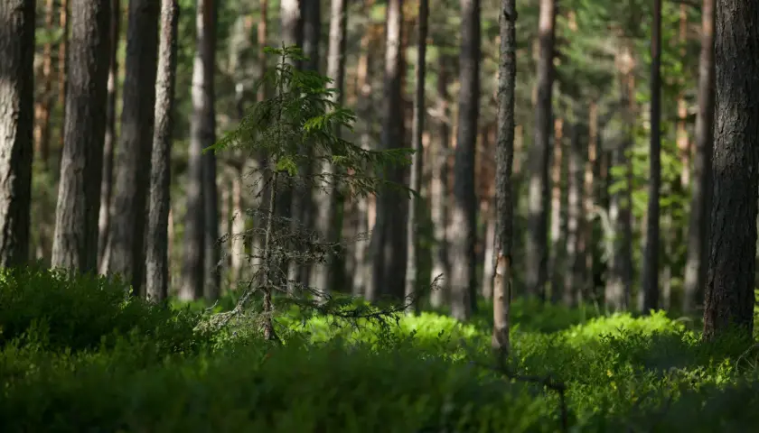 Młode drzewko sosnowe na tle gęstego lasu. Słońce przebija się przez korony drzew, oświetlając runo leśne. Idealne miejsce na wycenę lasu prywatnego.