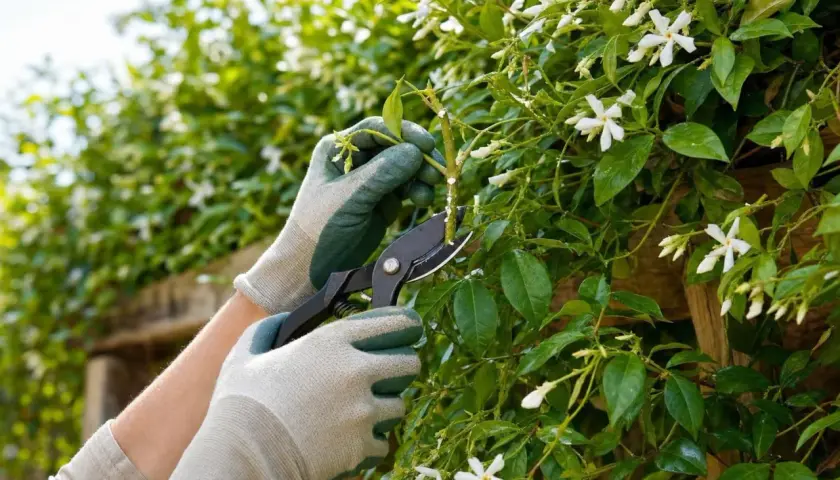 Mains gantées taillant un jasmin étoilé en fleurs, pour favoriser sa croissance et sa floraison.