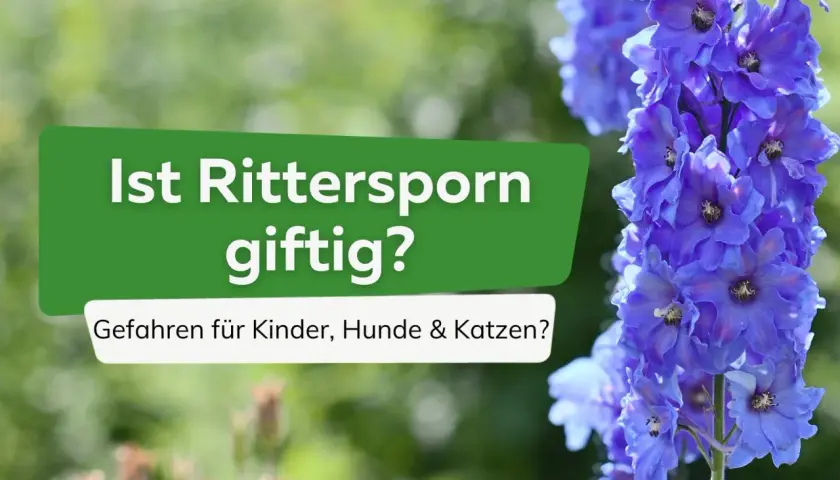 Blauer Rittersporn: Ist Rittersporn giftig? Gefahren für Kinder, Hunde & Katzen?