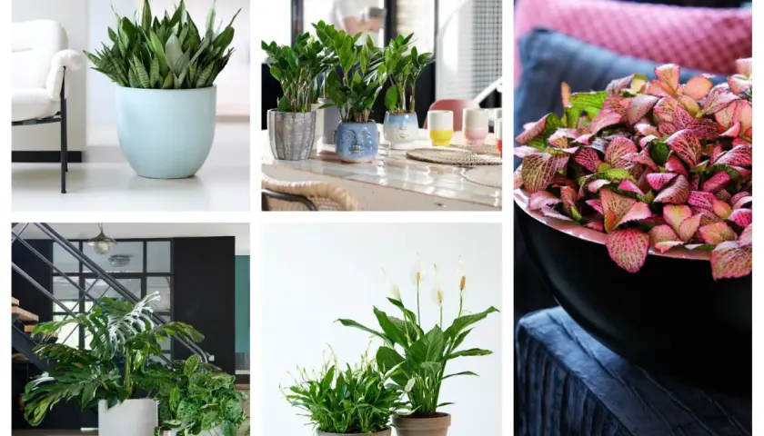 Rośliny doniczkowe cieniolubne: sansewieria, zamiokulkas, monstera, skrzydłokwiat i fittonia.