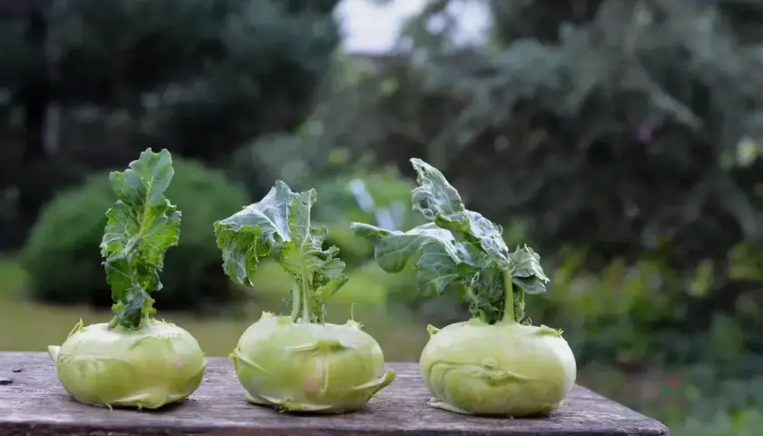 Trzy młode kalarepy na drewnianym stole. Niska kalarepa kcal sprawia, że to zdrowe warzywo.