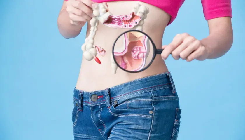 Model jelita grubego, czyli esicy, badany przez lupę.