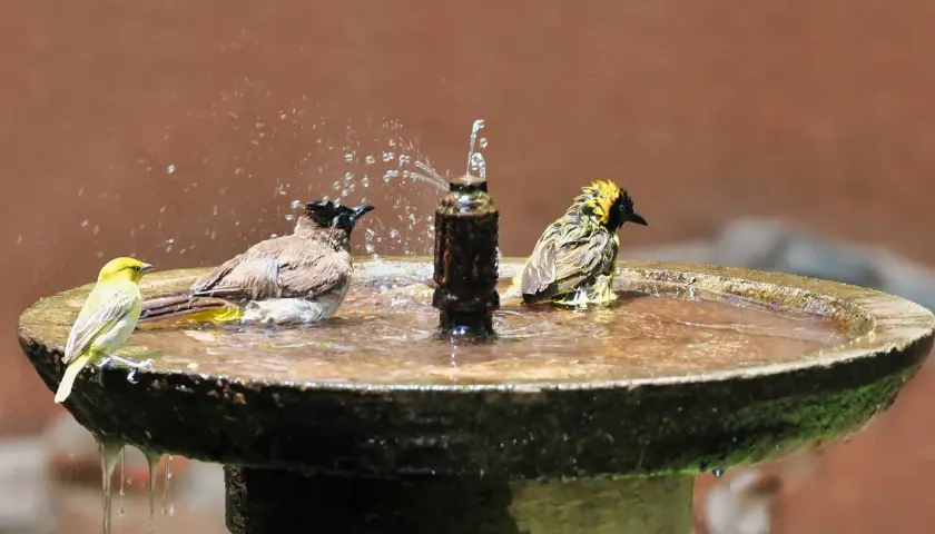 Vögel genießen ein erfrischendes Bad in den Wasserstellen im Garten. Ein gelber Vogel sitzt am Rand, während zwei andere im Wasser planschen.