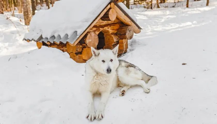 Biały pies rasy husky leży na śniegu przed drewnianą budą. Trwa dezynfekcja budy psa, by zapewnić mu czystość i zdrowie.