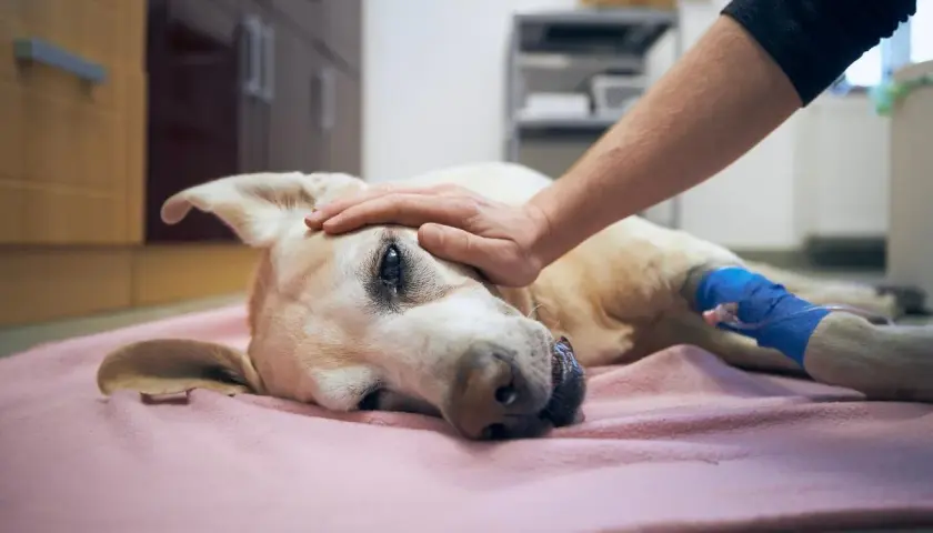 Perro enfermo con pata vendada, recibe caricias. Si tu perro ingirió algo tóxico, consulta a un veterinario sobre cómo hacer vomitar a un perro.