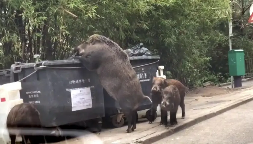 Dzik szuka jedzenia w śmietniku. Dorosły dzik może ważyć nawet 200 kg, co widać po jego imponujących rozmiarach.