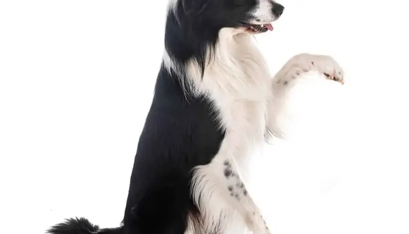 Jak wytresować Border Collie? Kompletny przewodnik