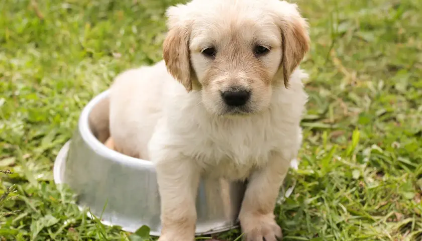 Uroczy szczeniak golden retriever siedzi w metalowej misce na trawie. Wygląda, jakby miał czkawkę u szczeniaka, ale jest po prostu bardzo słodki.
