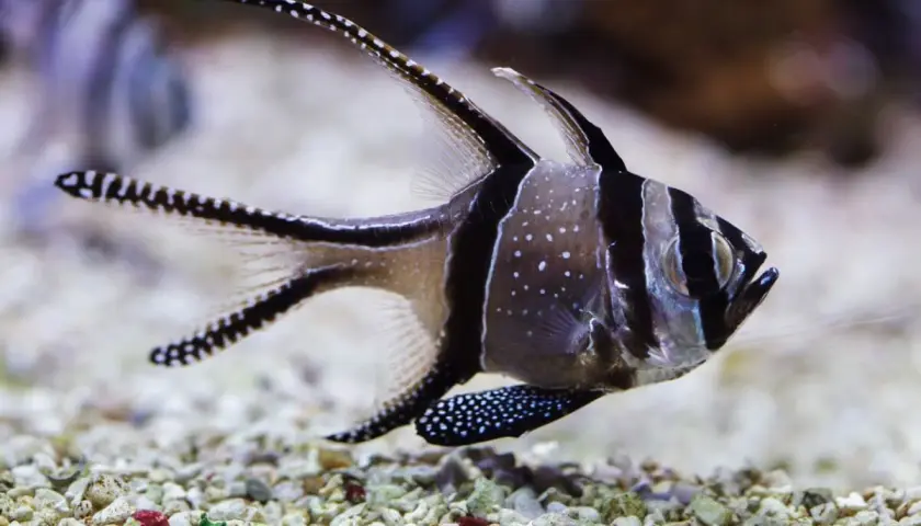 Un cardenal de Banggai, con sus rayas negras y blancas y puntos blancos, nada sobre un lecho de grava.