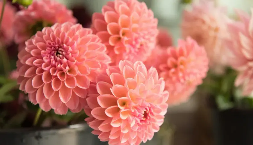 Un bouquet de dahlia en pot, aux pétales d'un rose corail délicat, semble prêt à égayer une pièce.