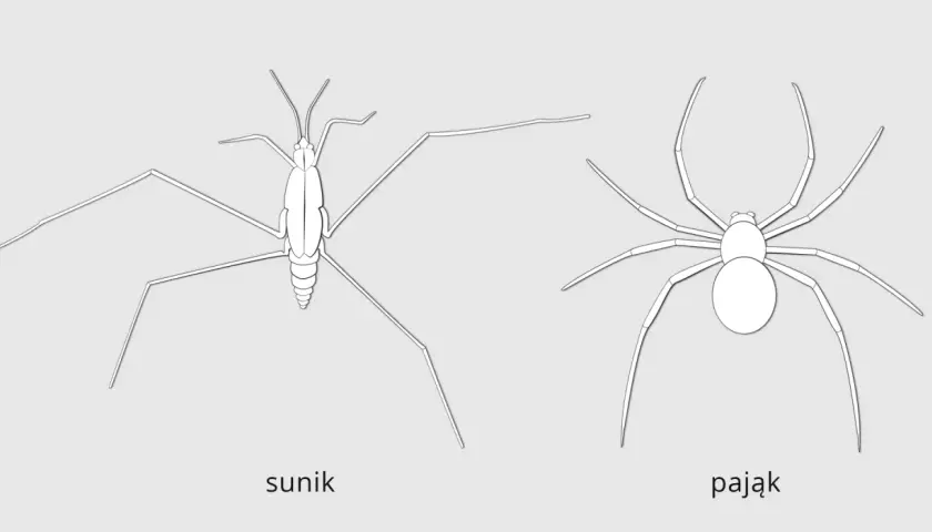 Ilustracje przedstawiają sunika i pająka, pokazując ich budowę ciała. To przykłady do nauki systematyki.