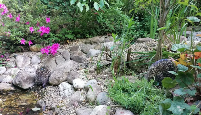 Zwei Igel erkunden einen naturnahen, igelfreundlichen Garten mit Steinen, Wasser und pinken Blüten.