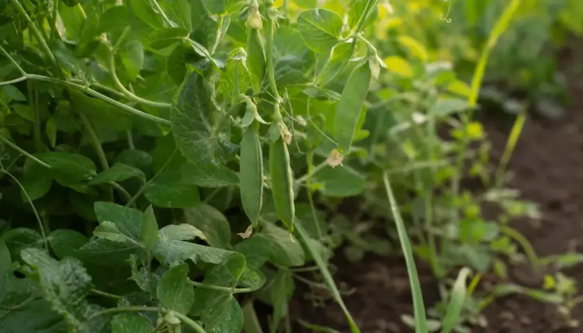 Grüne Schoten hängen an einer üppigen edamame pflanze. Das Sonnenlicht fällt sanft auf die Blätter und die reifen Erbsen.