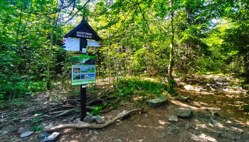 Szczytniak 554 m n.p.m. w Górach Świętokrzyskich. Tablica informacyjna i szlak w lesie.