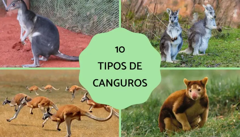 Explora 10 tipos de canguros: canguro de la selva negra, wallaroo común, canguro rojo y canguro arborícola de Huon, entre otros.