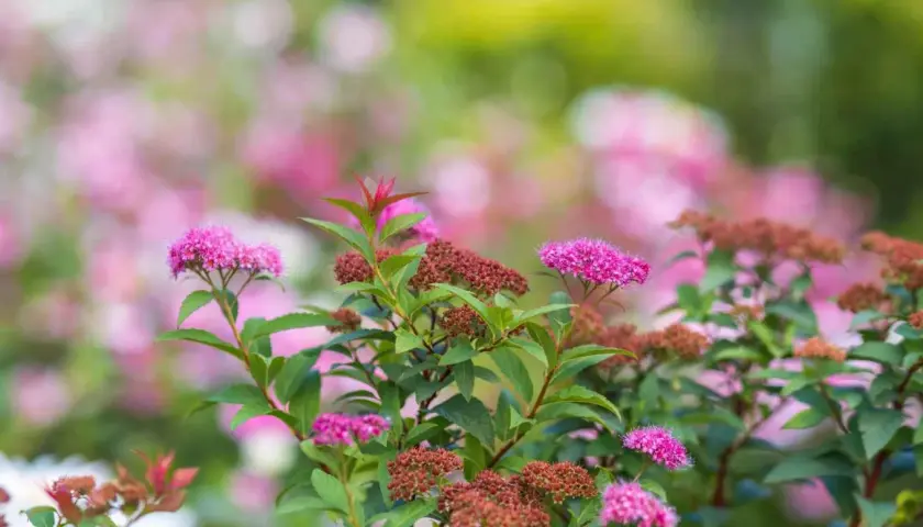 En buske med rosa blommor och bruna blomknoppar. Olika spirea sorter blommar i trädgården.