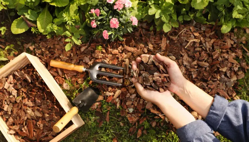 Hände halten Rindenmulch für Garten Ideen. Werkzeuge und Holzrahmen liegen bereit.