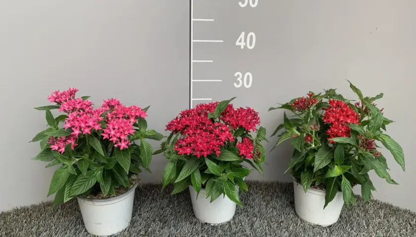Tre vasi con piante di pentas, una rosa, una rossa e una più scura, su sfondo grigio con scala graduata.