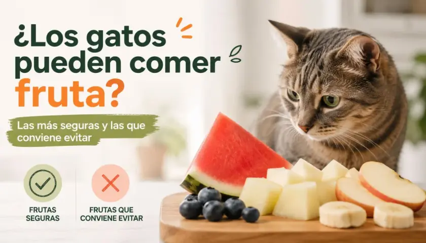 Un gato mira atentamente una tabla de frutas. ¿Los gatos pueden comer pera? Sí, algunas frutas son seguras.