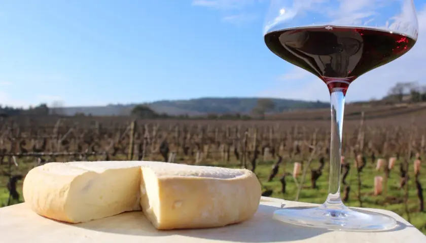 Un fromage à pâte molle et un verre de vin rouge, parfaits pour accompagner un millésime Pommard, devant un vignoble par un jour ensoleillé.