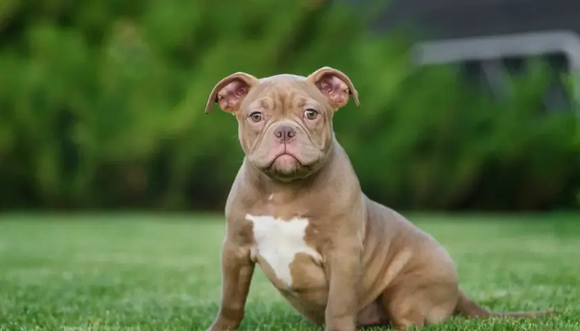 Ein süßer American Bully Pocket Welpe sitzt auf einer grünen Wiese.