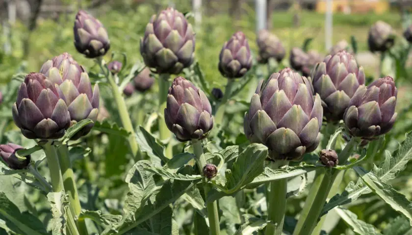 Un campo di carciofi viola, pronti per essere raccolti. La pianta di carciofi può produrre per diversi anni, offrendo un raccolto abbondante.